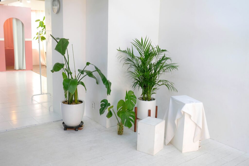 Indoor plants home decor ideas for small homes